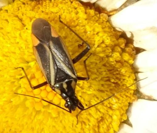 Réf. 235 450 : Hadrodemus m-flavum